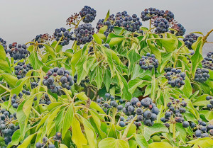 Hedera helix 'Arborescens' Früchte für Vögel