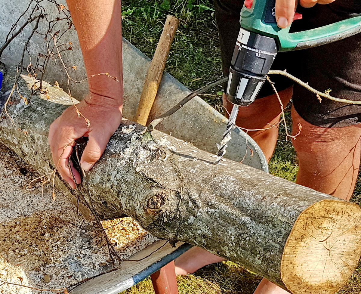 Kulturpilze auf Holzstämmen - Impfdübel Löcher bohren