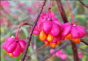 Europäisches Pfaffenhütchen (Euonymus europaeus)