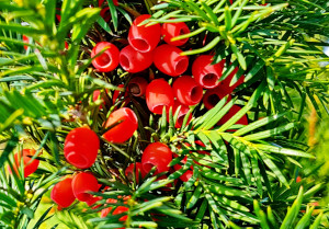  Gewöhnliche Eibe (Taxus baccata) Früchte immergrünes Laub