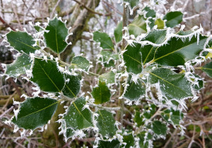 Ilex (Ilex aquifolium) Immergrünes hübsches Laub Früchte