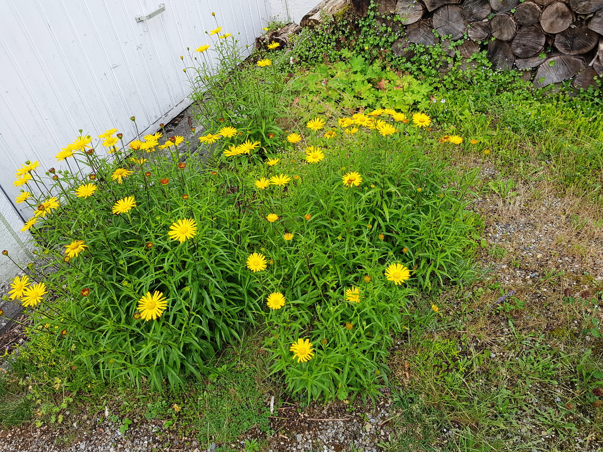 Kiesflächen-Vegetation