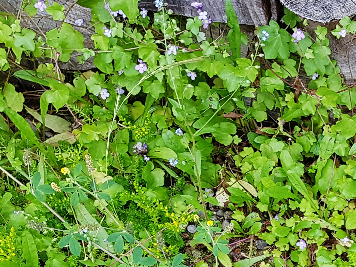 Cymbalaria muralis - Zimbelkraut