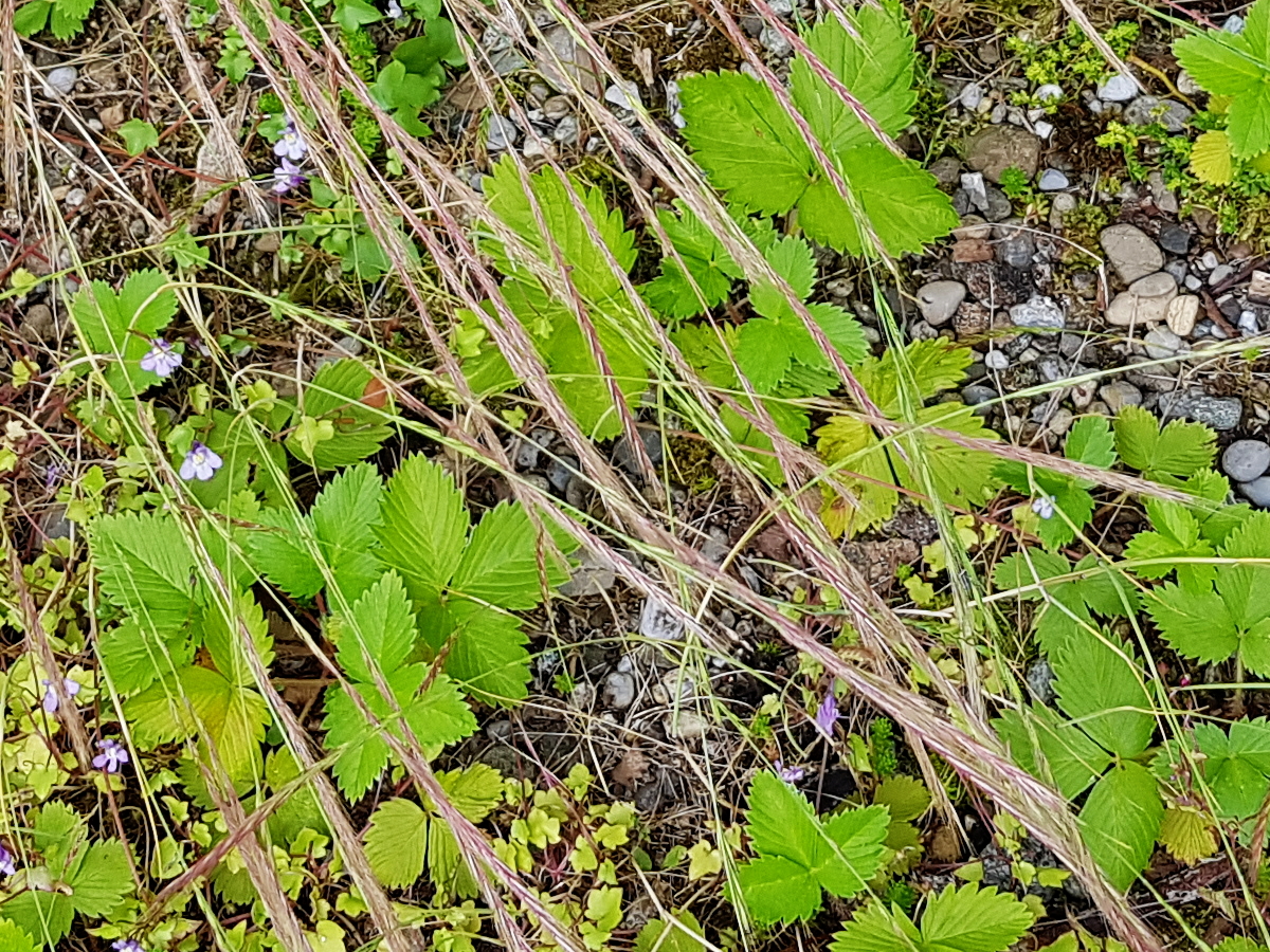 Walderbeere - Fragaria vesca