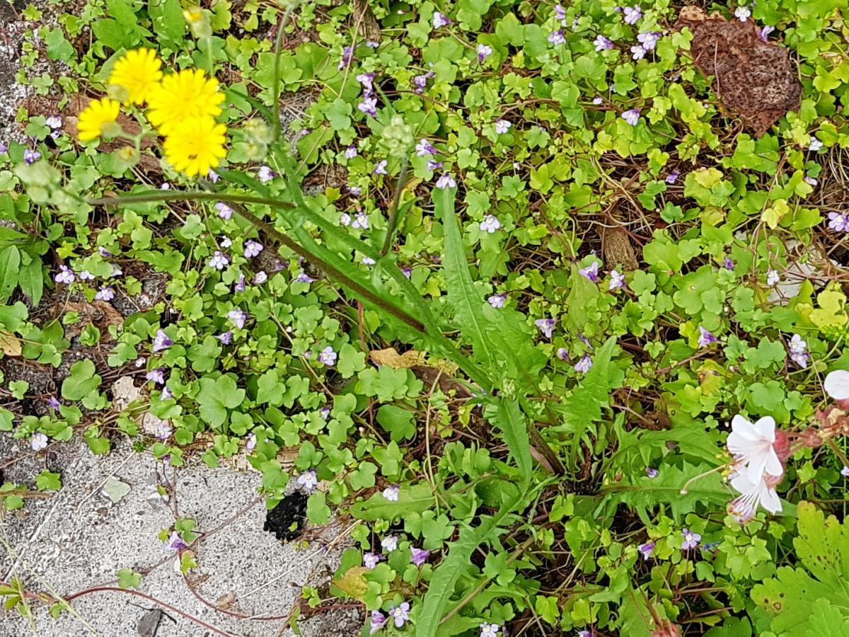 Crepis biennis - Wiesenpippau