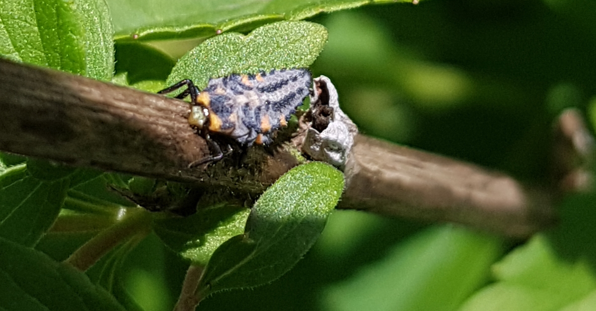 Marienkäfer-Larve in der Bioland Gärtnerei