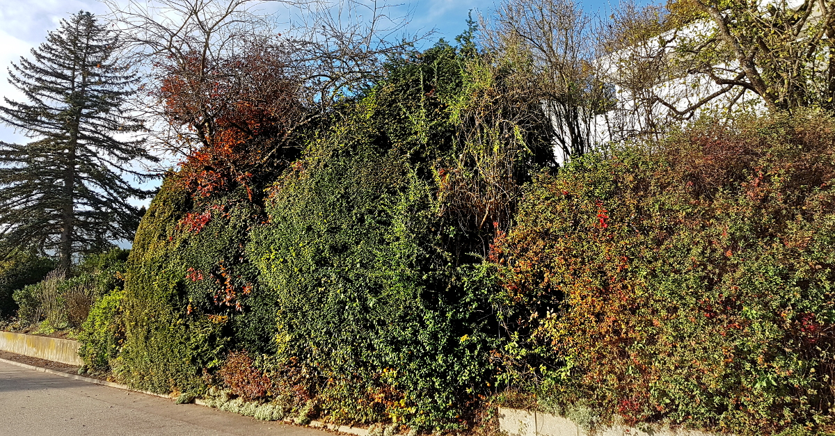 Hecke als Sicht- und Lärmschutz