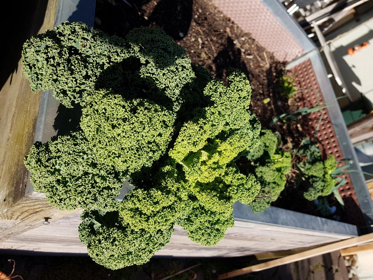 Grünkohl vor der ersten Ernte