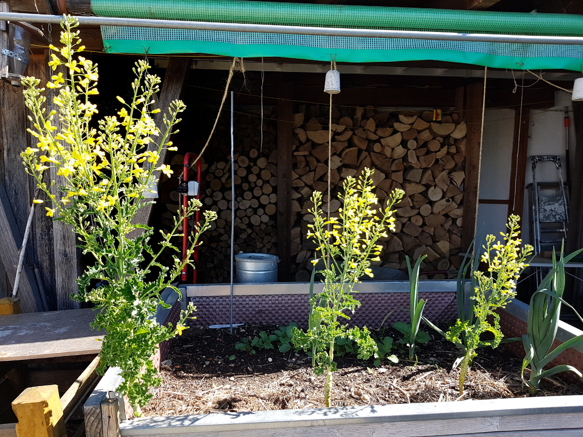 Grünkohl in voller Blüte