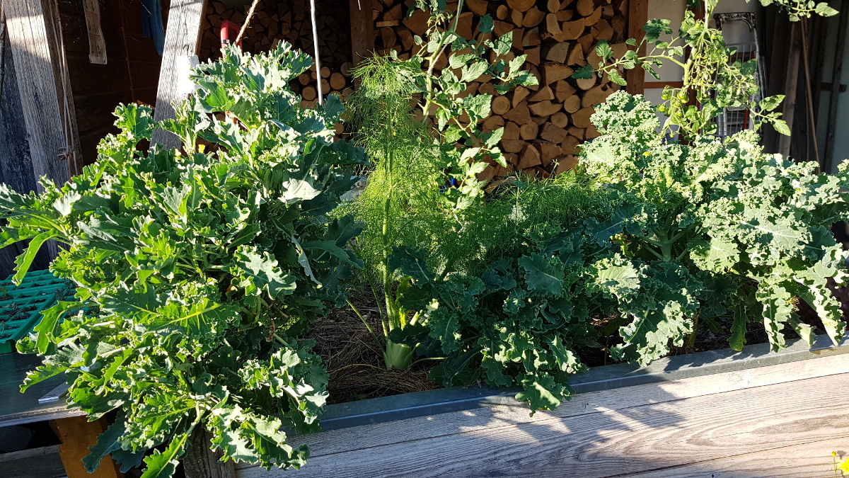 Grünkohl Dreiviertel Jahr alt