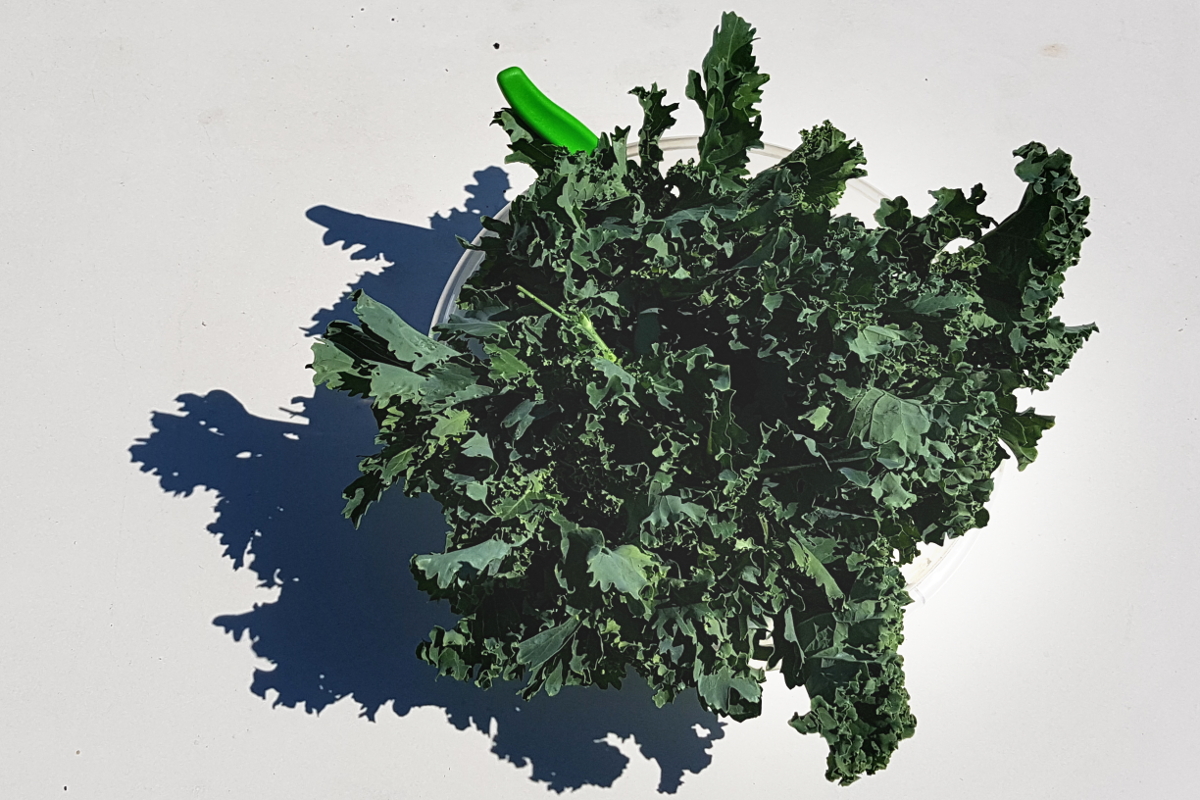 Grünkohl Sommerernte