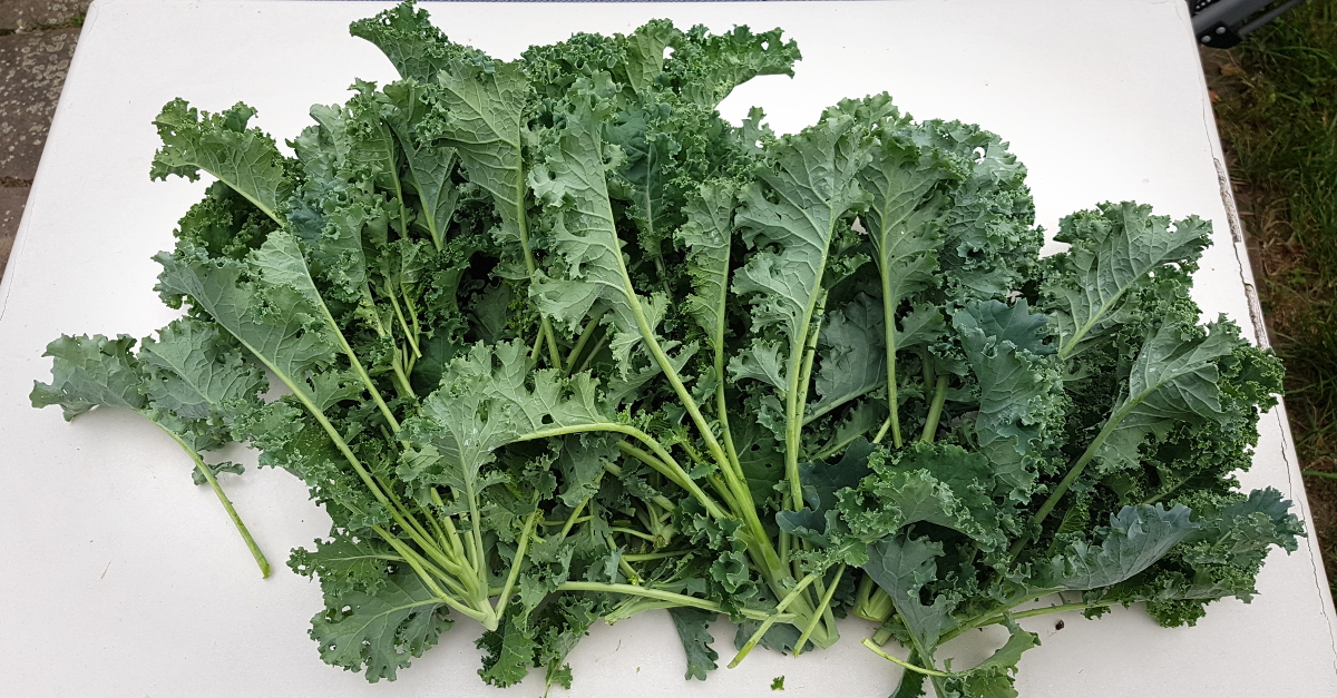 Grünkohl nach der Sommerernte