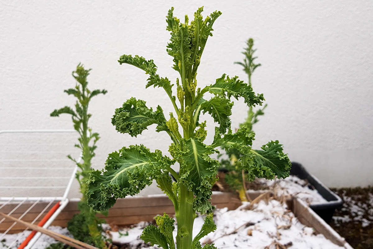 Grünkohl nach der Ernte vor der Blüte