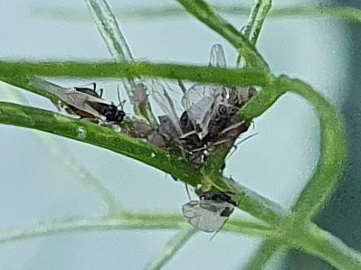 Blattläuse am Fenchel und ihre Nützlinge