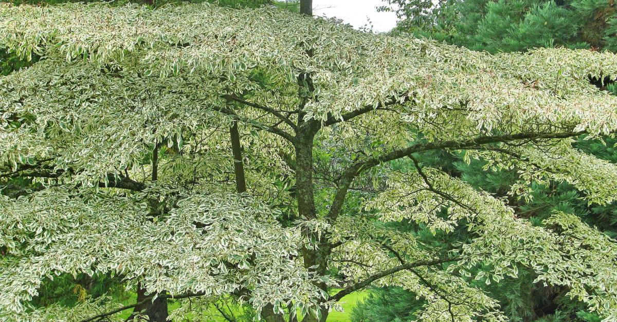 Niedriger Weißbunter Etagen-Hartriegel