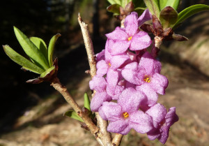 Seidelbast Daphne mezereum Duft