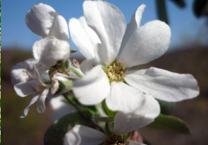 Echte Felsenbirne Amelanchier ovalis Blüten und Früchte