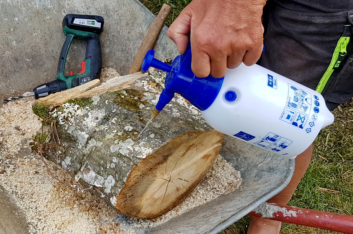 Kulturpilze auf Holzstämmen - Impfdübel Sägemehl auswaschen Kulturpilze auf Holzstämmen - Impfdübel Sägemehl auswaschen