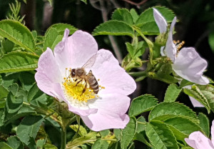 Hundsrose (Rosa canina) - Blüte und Früchte