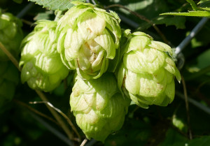 Hopfen (Humulus lupulus) Blüten Tee