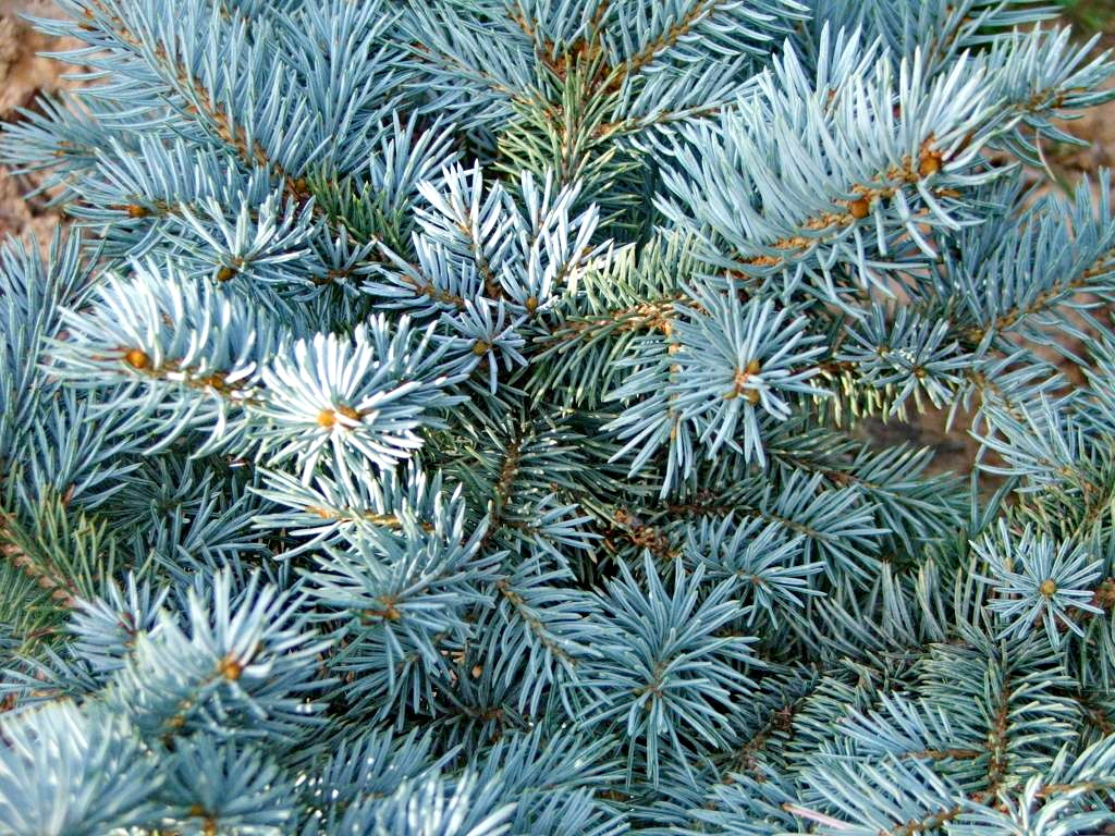 Blaue Atlas-Zeder	Cedrus libani 'Glauca' atlancia 'Glauca'