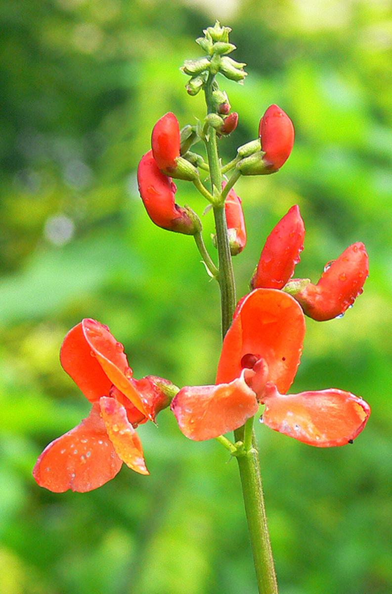 GEstell für Dicke Bohnen, Feuerbohne Bonela, Käferbohne Blüten