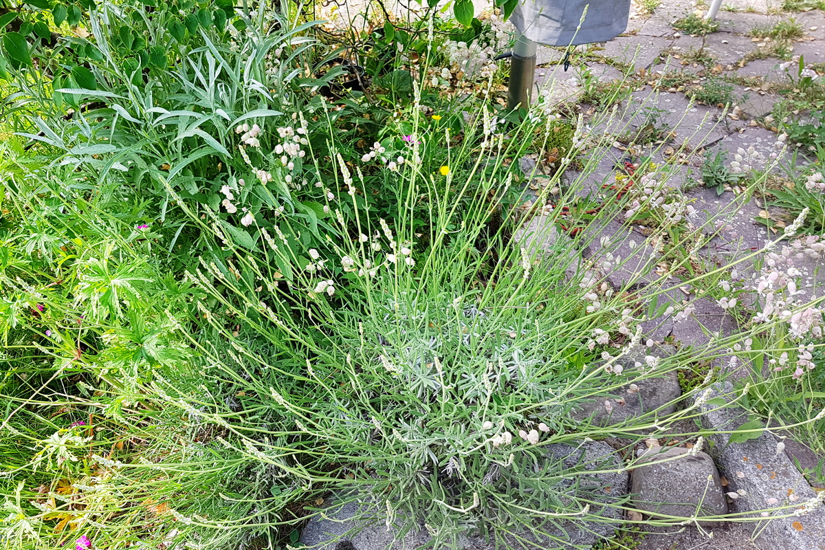 Leimkraut in Natursteinfugen