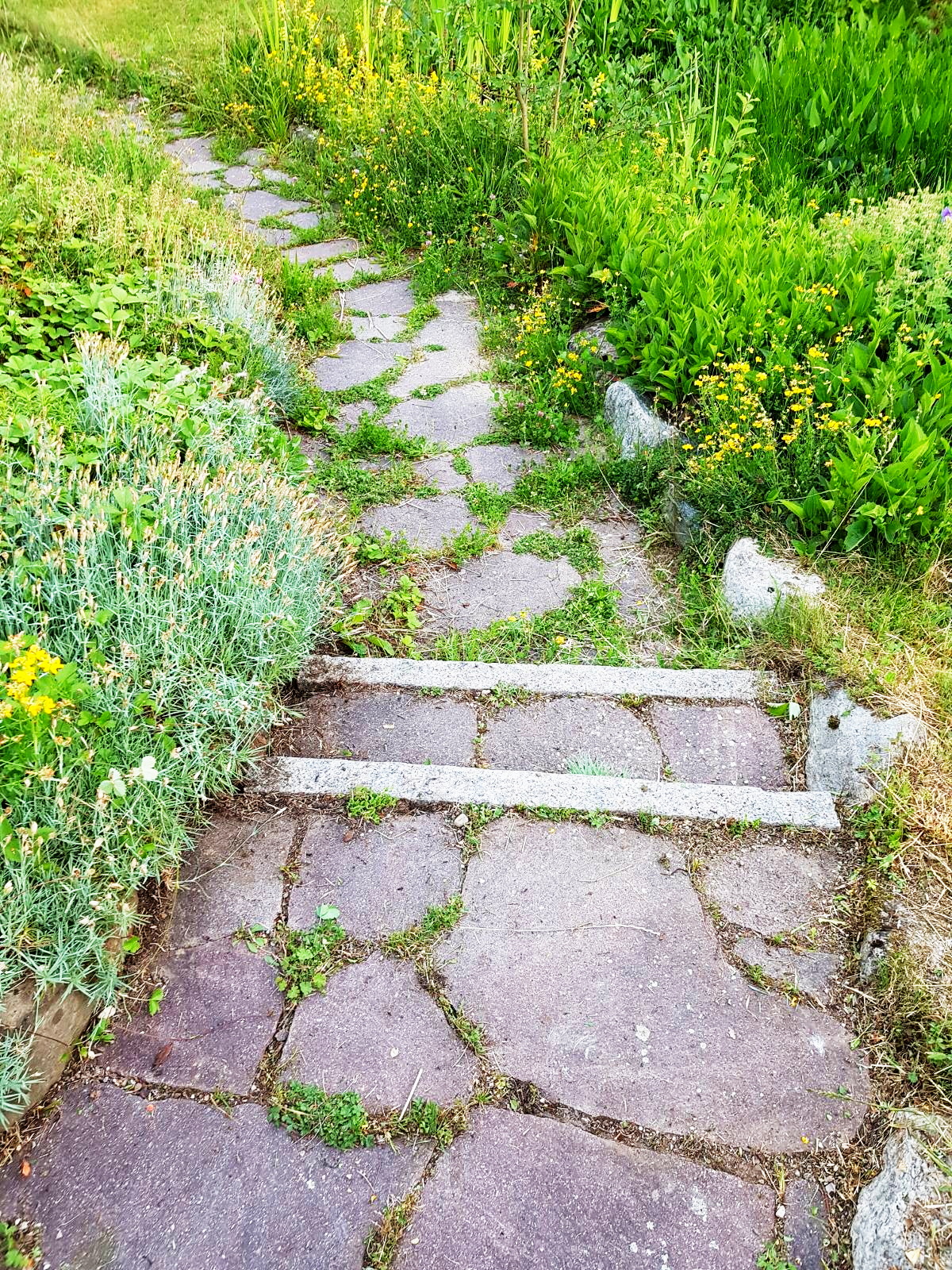 Zugewachsener Fugenweg ohne Pflege