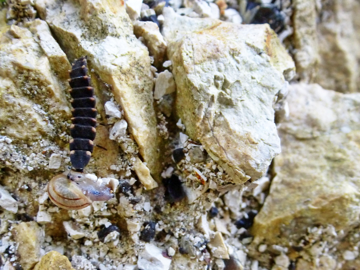 Glühwürmchen Larve schleppt Schnecke kopfüber die Felswand hoch Glühwürmchen Larve schleppt Schnecke kopfüber die Felswand hoch