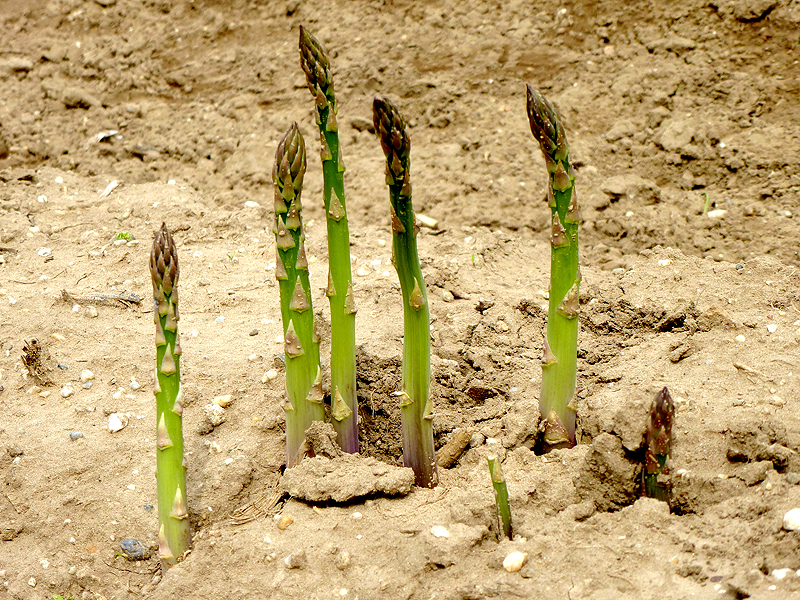 Spargel Slow Food aus Schrobenhausen