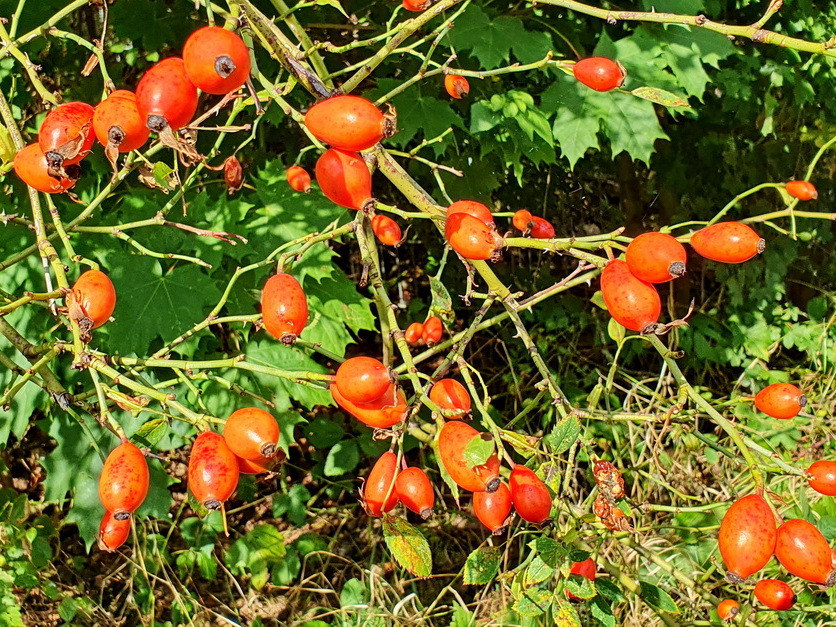 Hundsrose - Rosa canina Hundsrose - Rosa canina