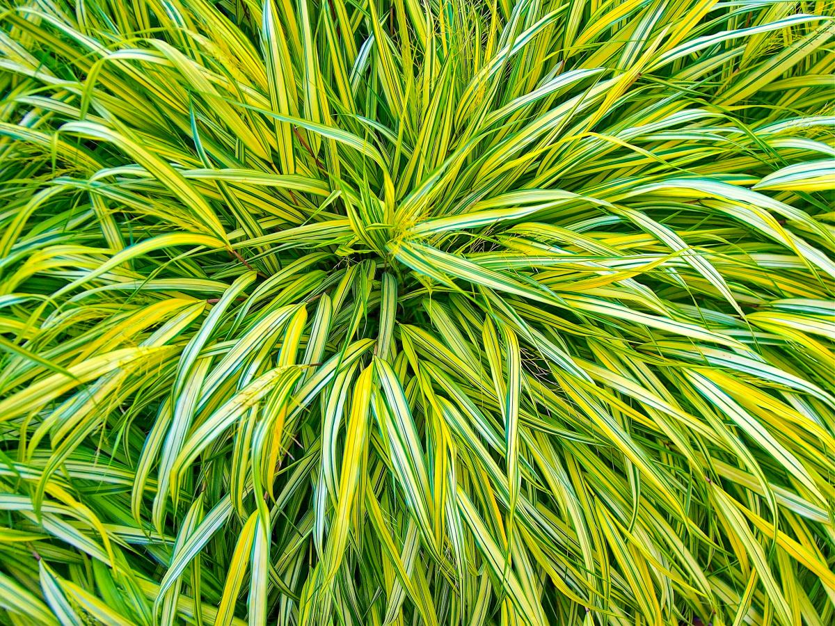 Gold-Japan-Berggras 'Aureola'	Hakonechloa macra 'Aureola'