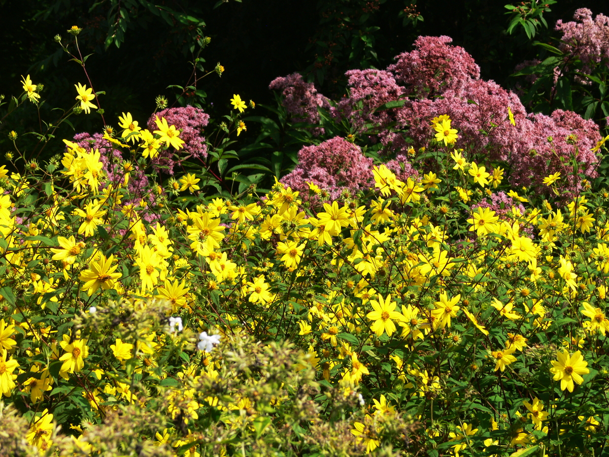 Präriegarten Sichtungsgarten Hermannshof