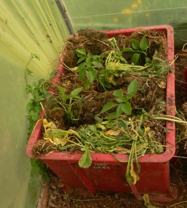 Biogarten Biogemüse Gewächshaus Kompost Mulchen Paprika