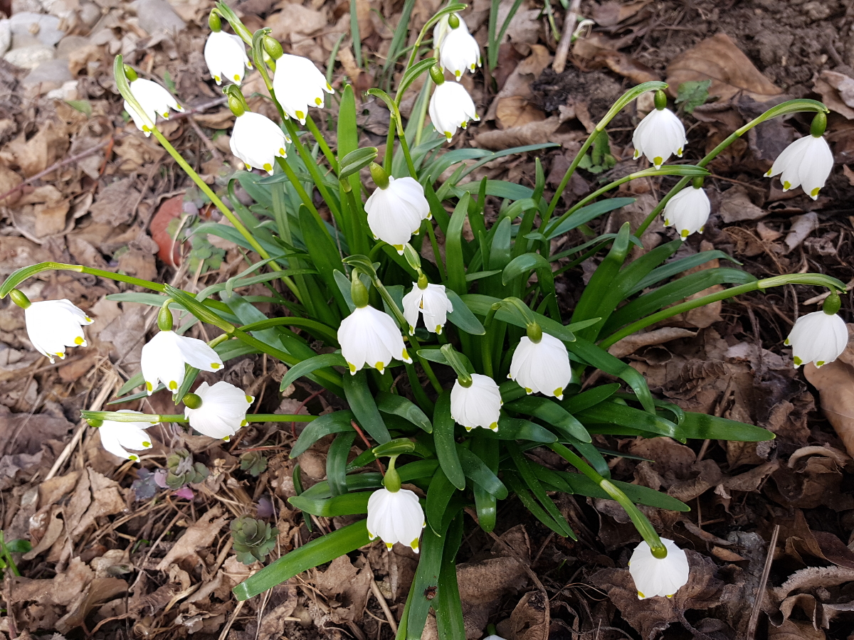 Frühlingsknotenblume - Leucojum vernum