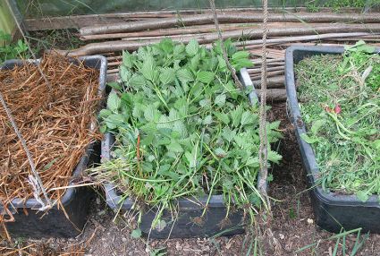 Biogarten Biogemüse Gewächshaus Kompost Mulchen