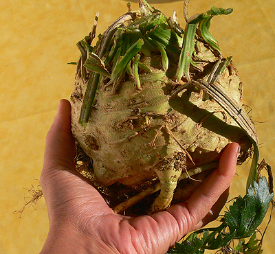 Biogarten Biogemüse Ernte Sellerie Mulchgarten Biogarten Biogemüse Ernte Sellerie Mulchgarten