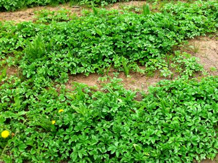 Wildkraäuter im Garten auf Brachfläche