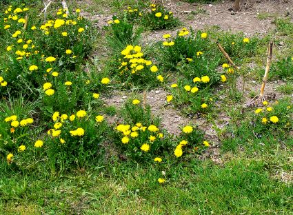 Wildkraäuter im Garten auf Brachfläche Löwenzahn