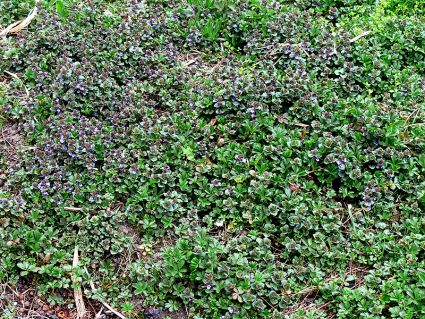 Wildkraäuter im Garten auf Brachfläche Gundermann