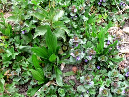 Wildkraäuter im Garten auf Brachfläche Gundermann