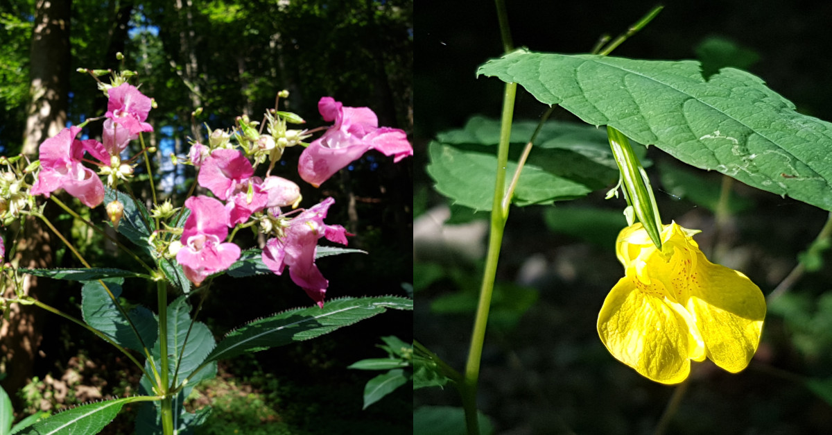 Impatiens glandulifera invasive Pflanze Impatiens glandulifera invasive Pflanze