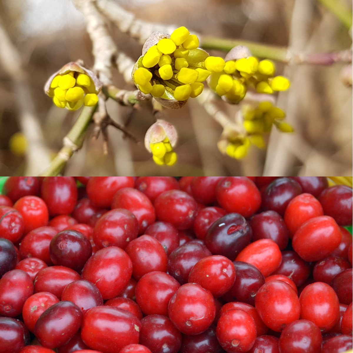 Kornelkirsche Cornus mas Zukunftsbaum