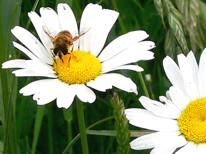 Biene auf Margerite in der Blumenwiese