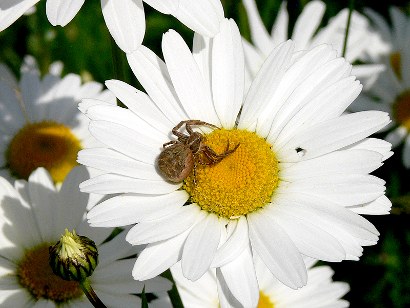 Spinne auf Margerite in Blumenwiese