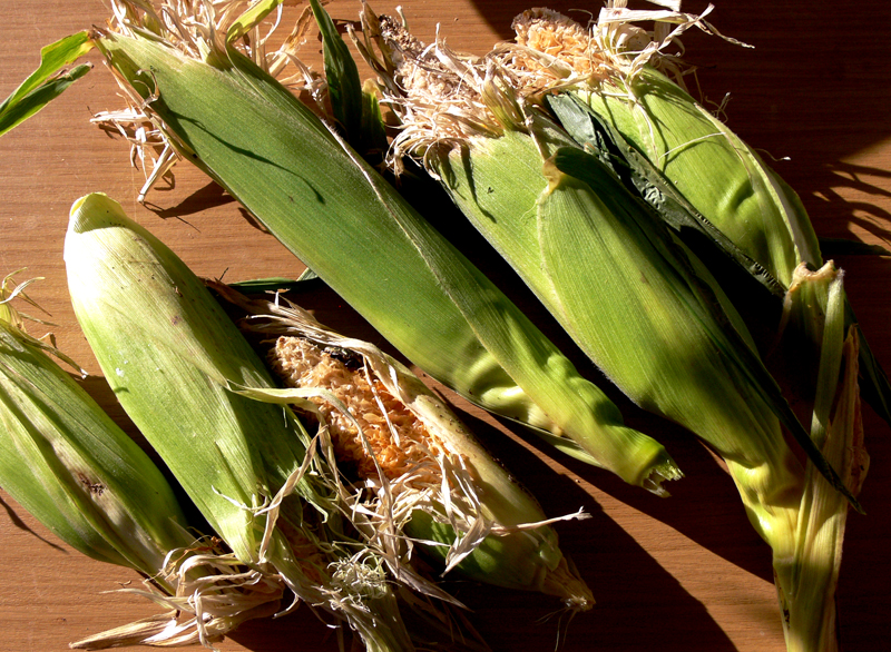 Mais Rezept mit Kürbis