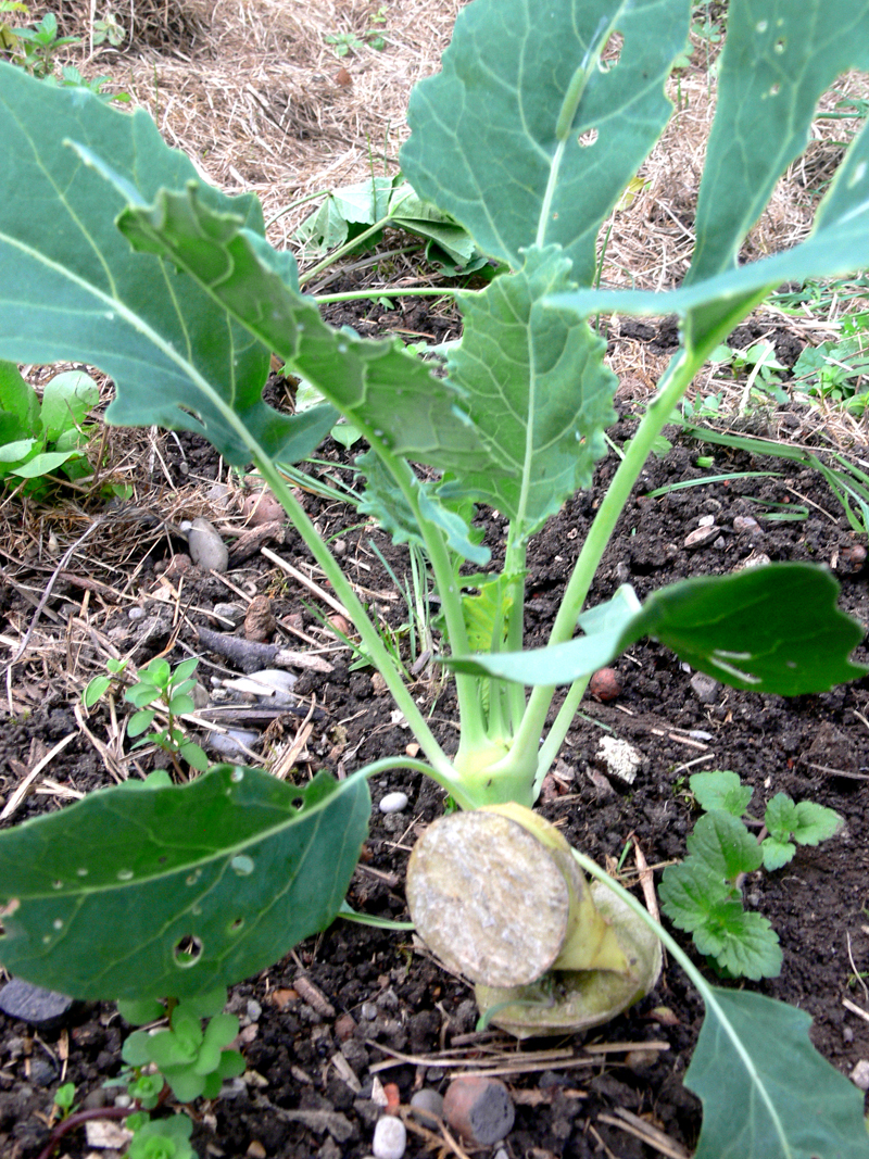 Nachtrieb vom Kohlrabi in meinem Mulchgarten