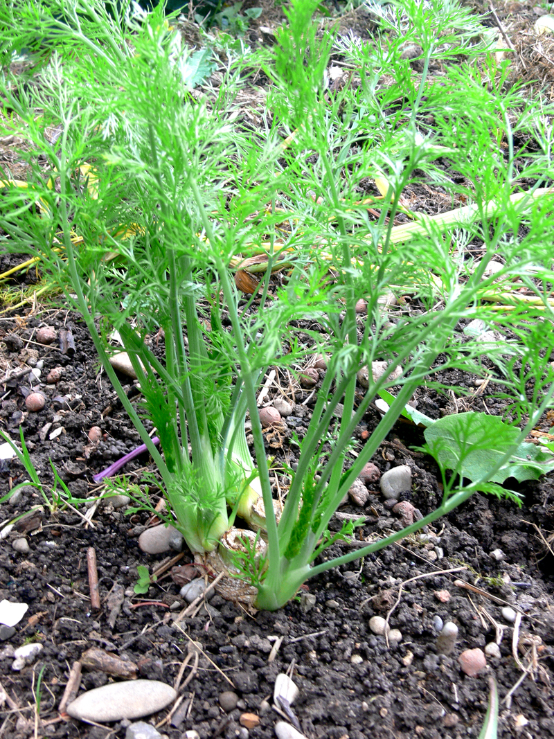 Nachtrieb vom Fenchel in meinem Mulchgarten