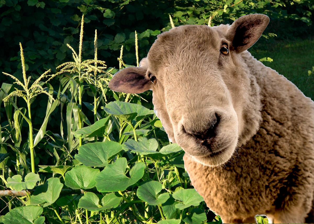 Verwendung von Schafwolle im Garten