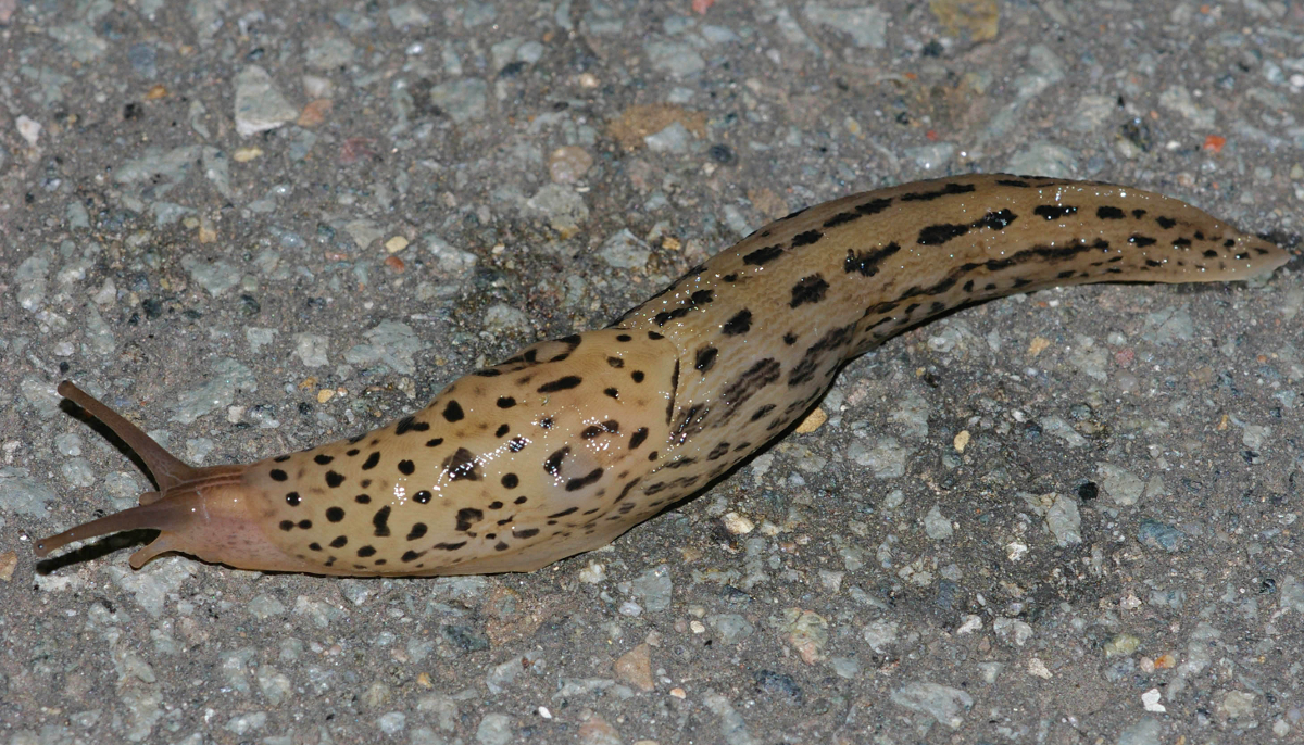 Tigerschnegel-Limax Maximus 